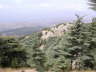 Lebanese Cedar