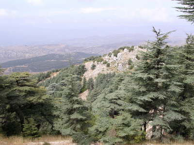 Lebanese Cedar